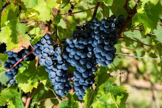 Grappe de Cabernet Sauvignon aux baies bleu-noir sur un pied de vigne