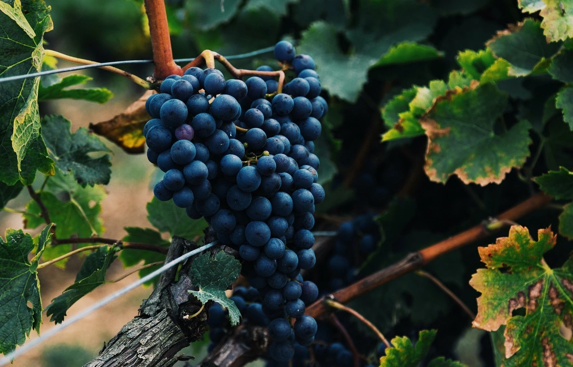 Le cépage Syrah, du poivre noir à l'Hermitage