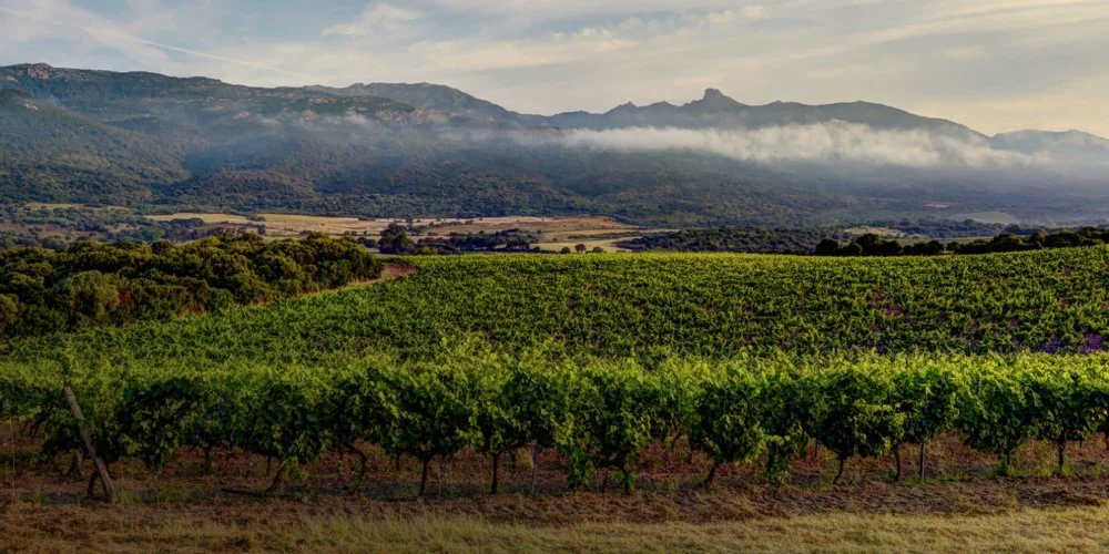 Clos Canarelli - Tarra di Sognu