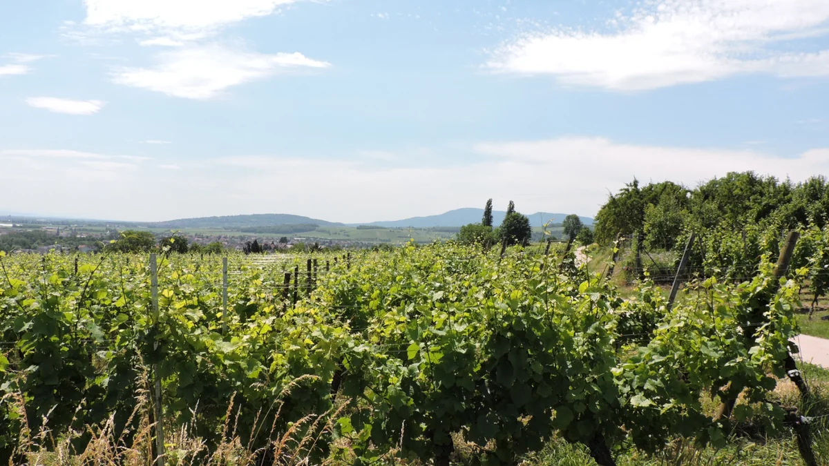 Domaine Bernard Weber