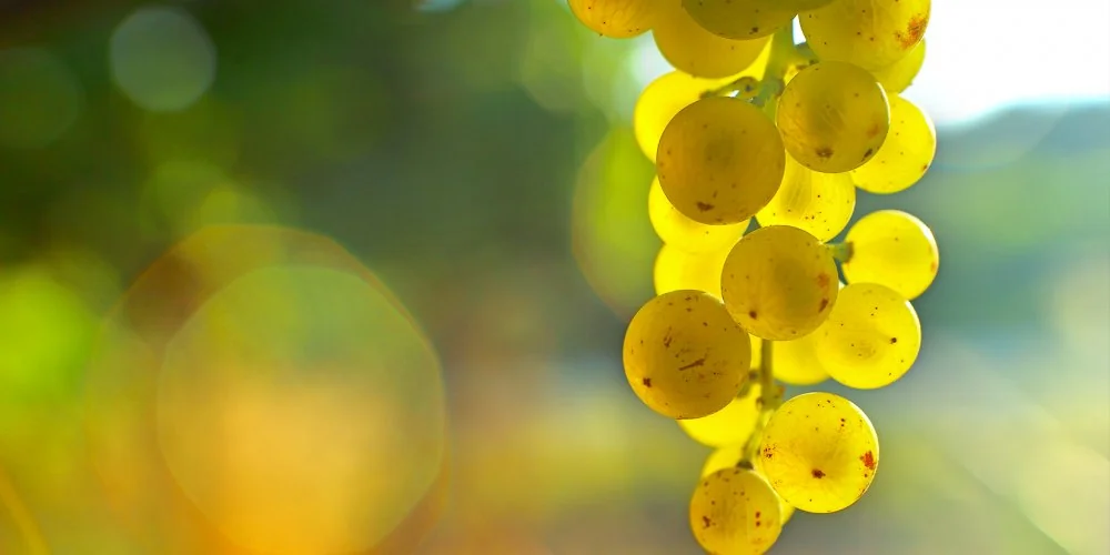 Domaine de la Bergerie