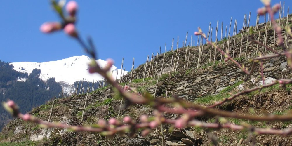 Domaine des Ardoisières