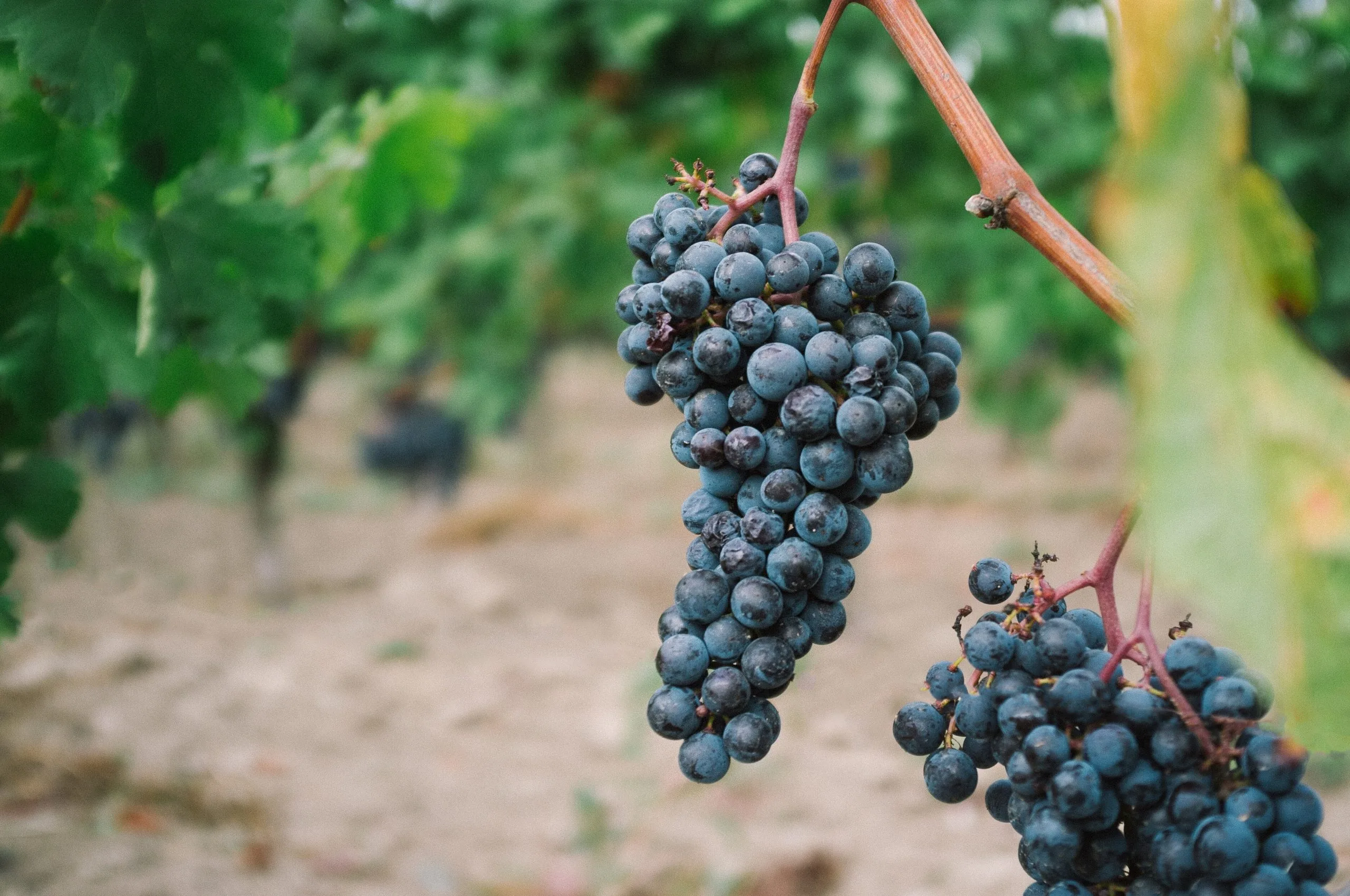 Le Gamay, un cépage exilé qui s'est refait un nom