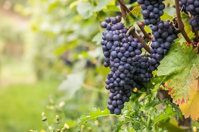 Grenache noir : le cépage qui ne dit jamais son nom