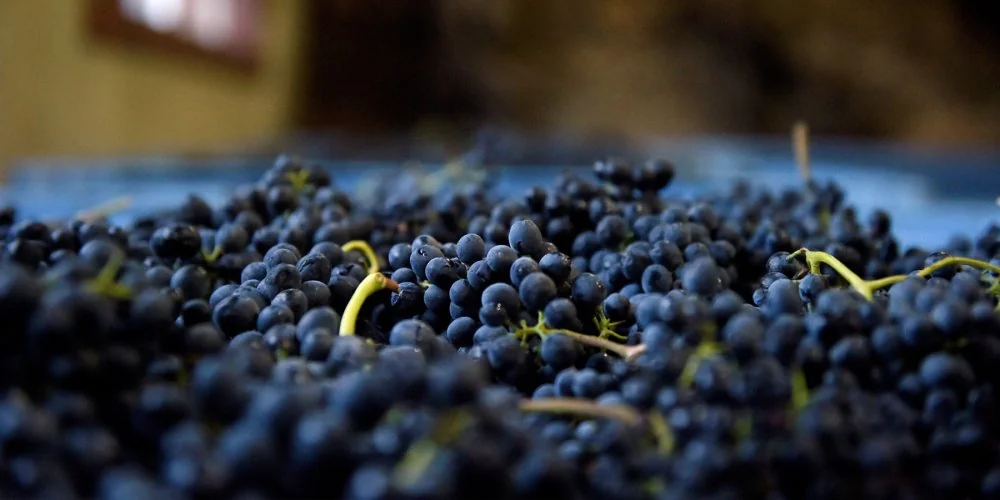 Héritage du Pic Saint-Loup