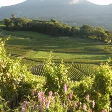 Les Fils de René Quénard