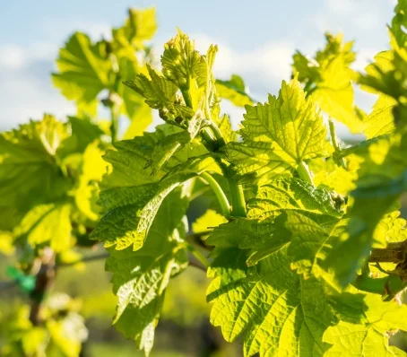 Les Vignobles Jérôme d'Ormesson
