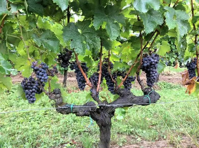 Grappe de raisin merlot aux baies rondes et bleu-noir, sur un pied de vigne en fin d'été
