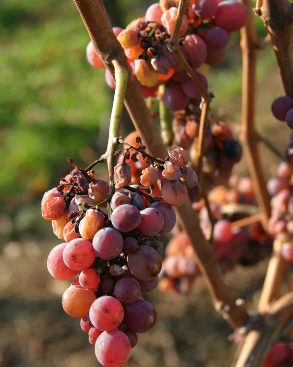Grappes de Gewurztraminer en surmaturation sur la vigne