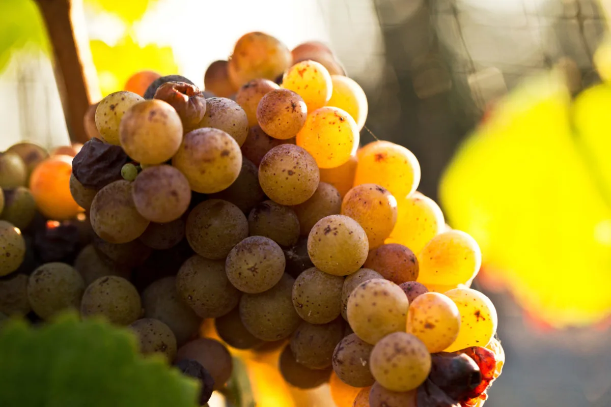Vendanges tardives : pourquoi laisser le raisin sur la vigne
