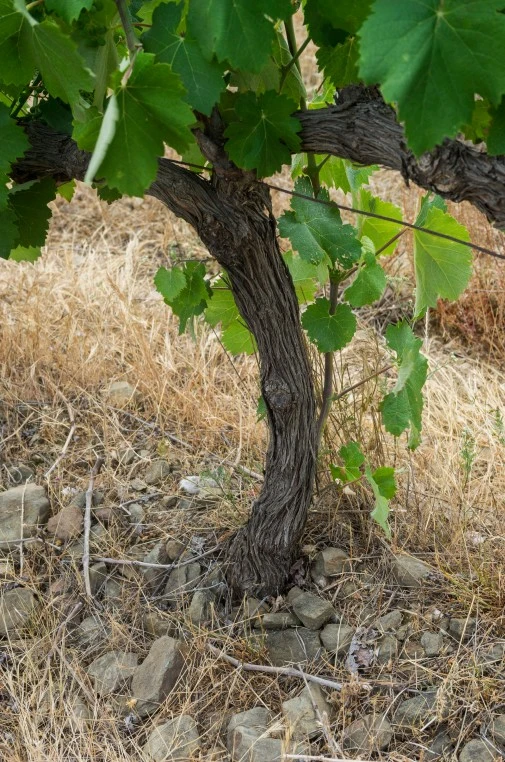 Cep de vigne ancien avec un tronc noueux