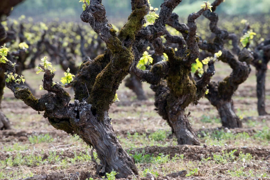 La mention vieilles vignes sur une étiquette